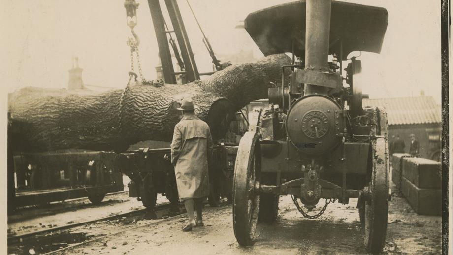 Black and white image of oak being unloaded by crane with traction engine alongside