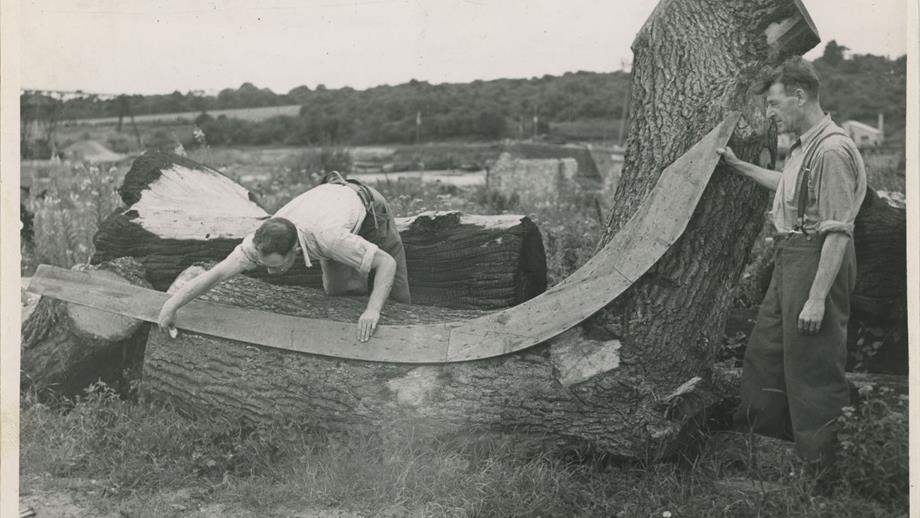 Black and white image of two men selecting timber from large trunk