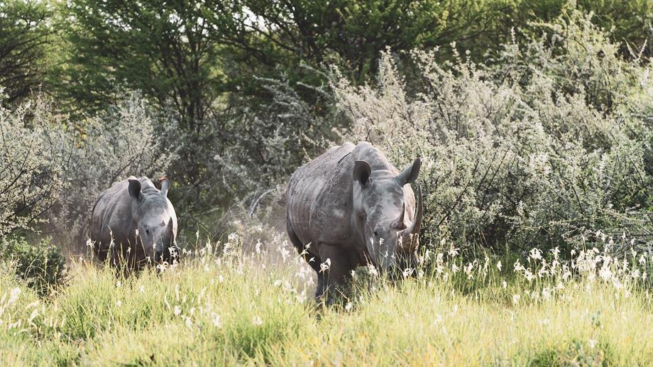 Rhinos chasing in the wild