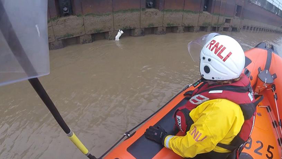 Great Yarmouth and Gorleston RNLI rescue cat