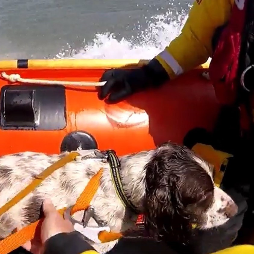Ollie the spaniel aboard Porthcawl’s inshore lifeboat