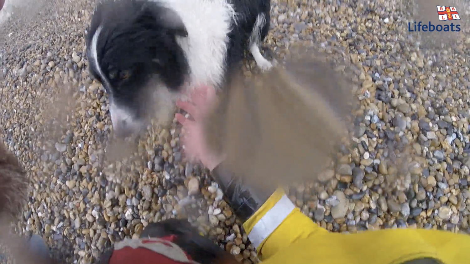 Newhaven a lucky pup